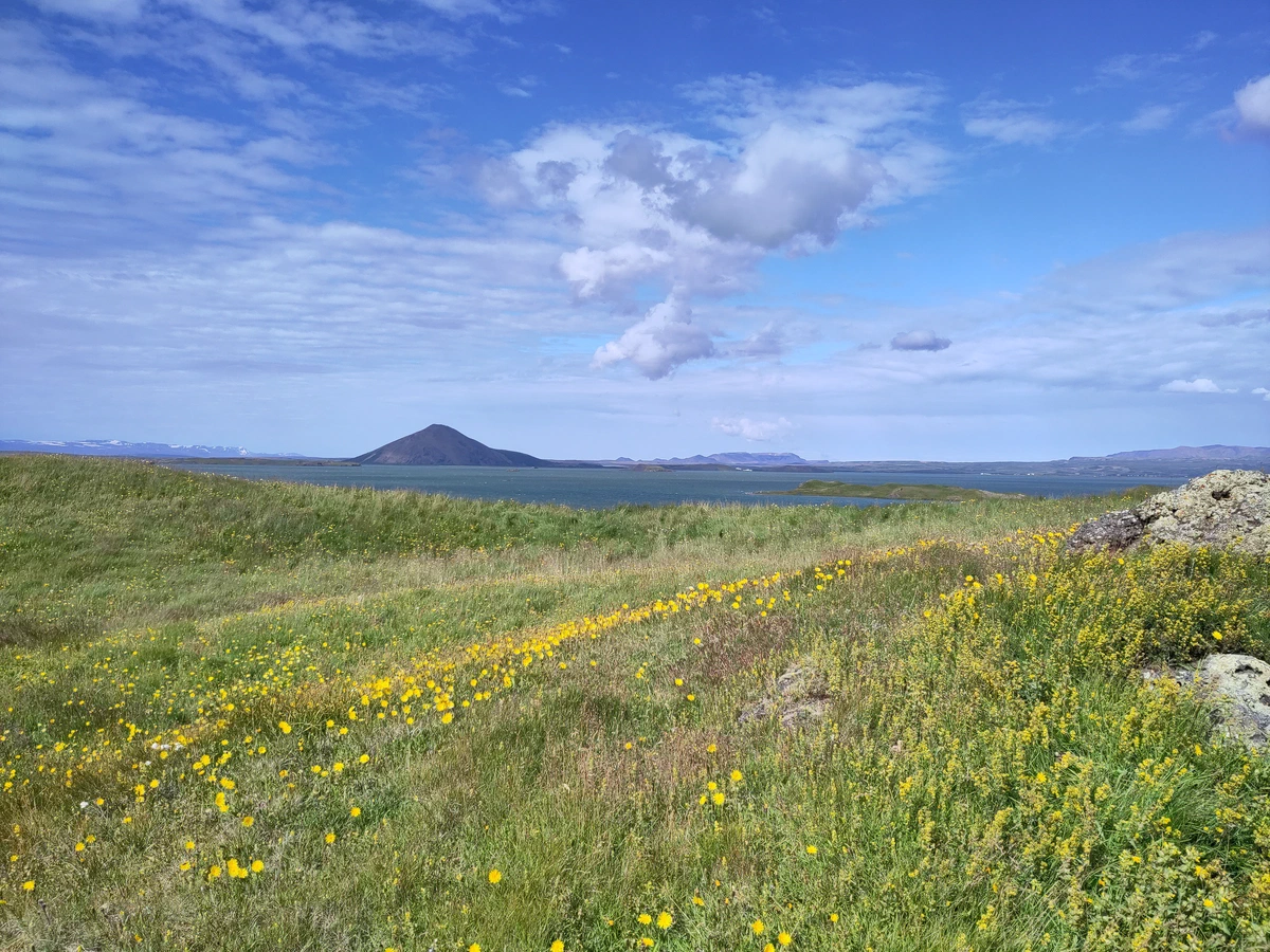 Blick über eine Blumenwiese auf den Mývatn und einen kegelförmigen Berg