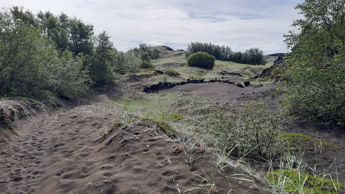 Weg durch schwarzen Sand zwischen Birkenbüschen