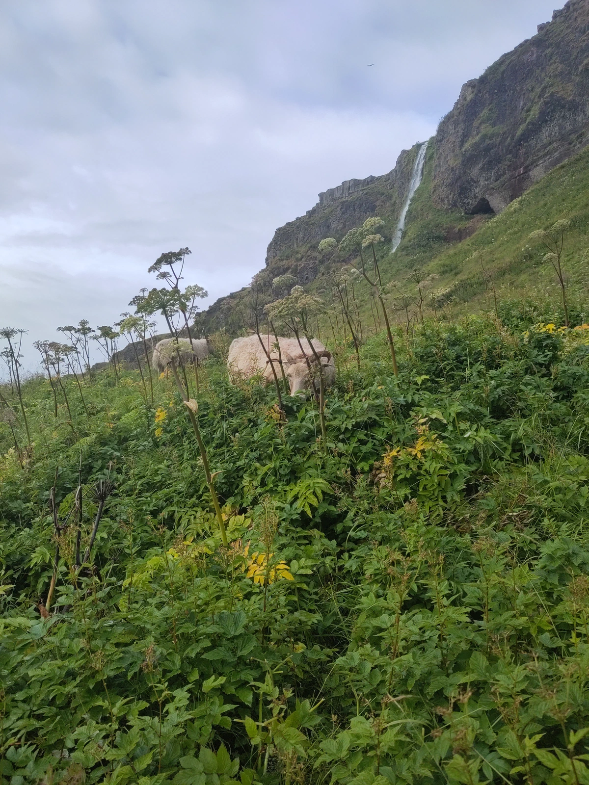 Schmaler Wasserfall an einer Felswand über einem üppig grünen Hang mit Engelwurz