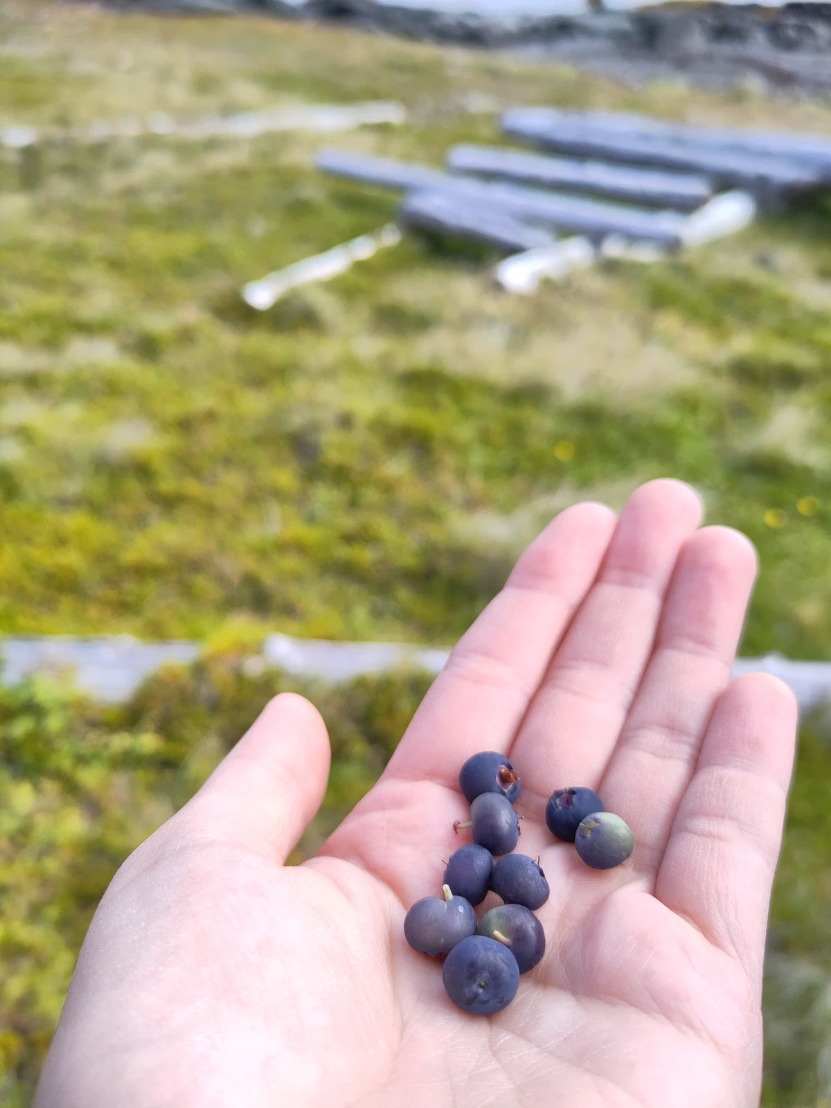 Eine Handvoll Heidelbeeren auf der offenen Hand