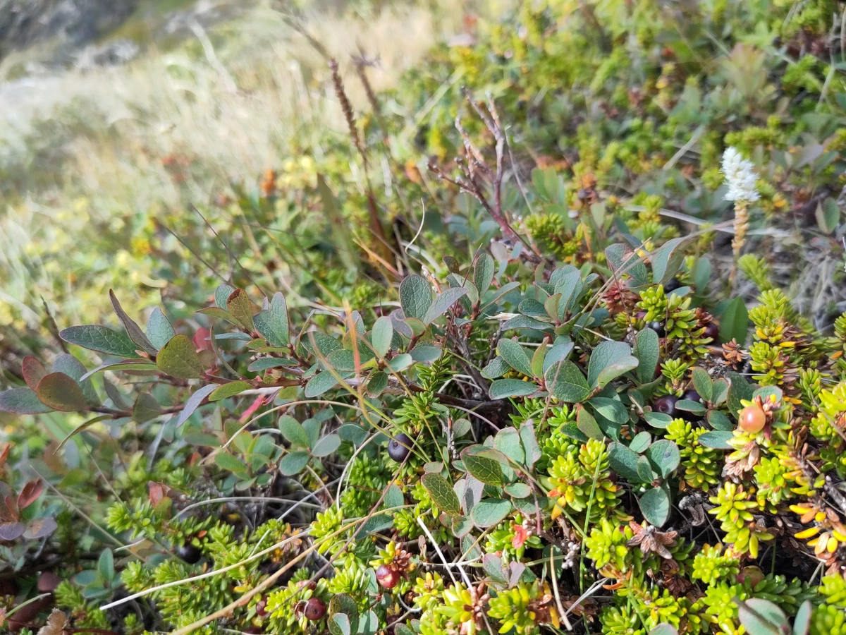 Niedriges Gestrüpp mit Beerensträuchern und einer kleinen weißen Blüte