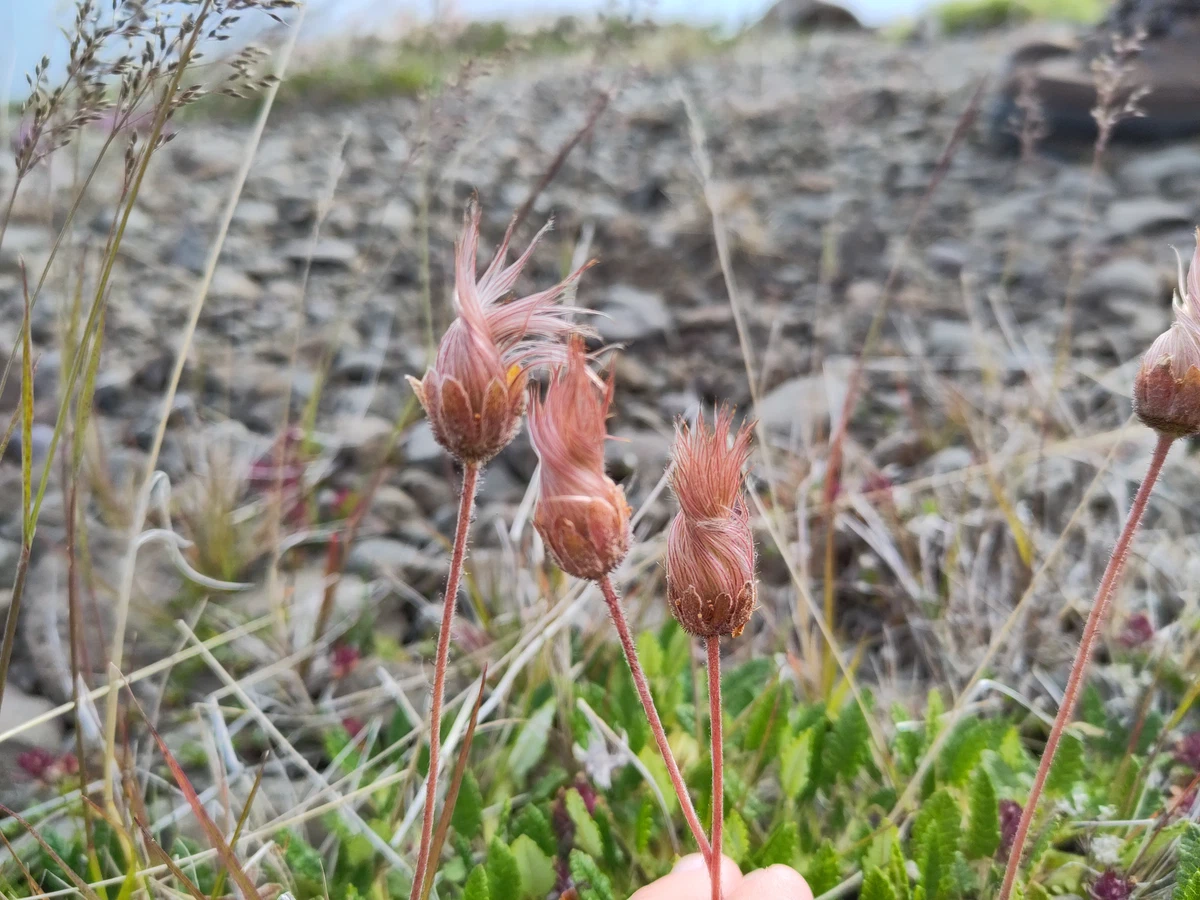 Rosa Fruchtstände einer Bergblume vor Geröll