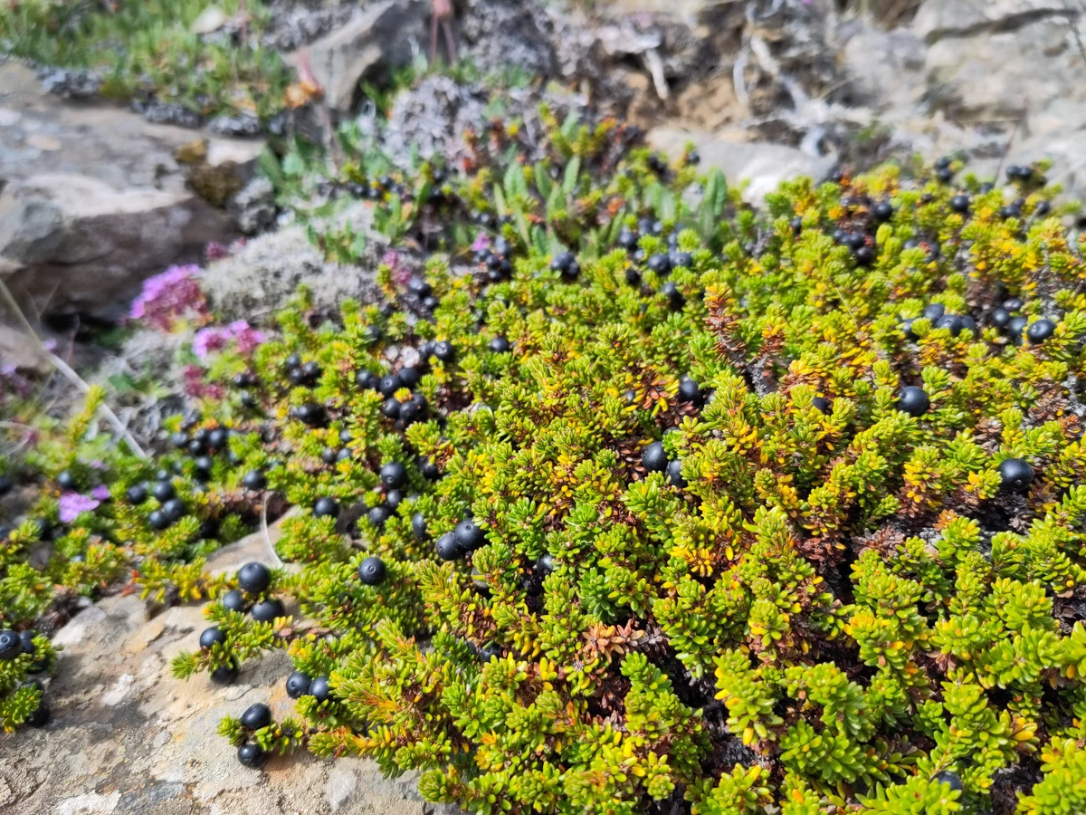 Polster mit schwarzen Krähenbeeren auf steinigem Boden