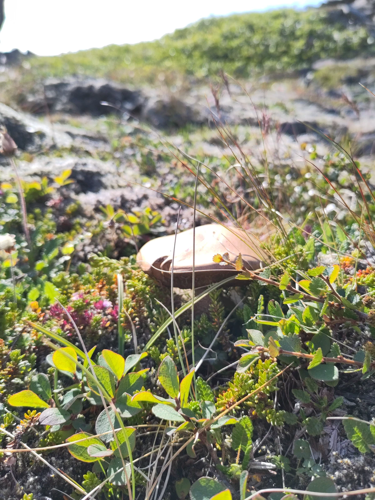 Brauner Pilz zwischen niedrigen Sträuchern