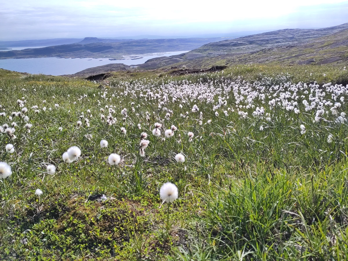 Wiese voller weißem Wollgras über dem Fjord
