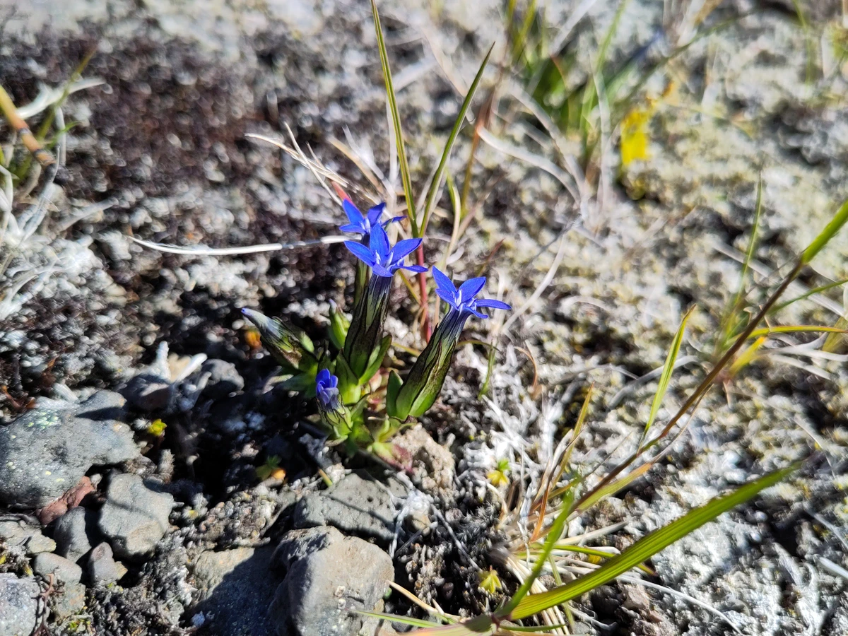Kleine blaue Enzianblüten auf steinigem Boden