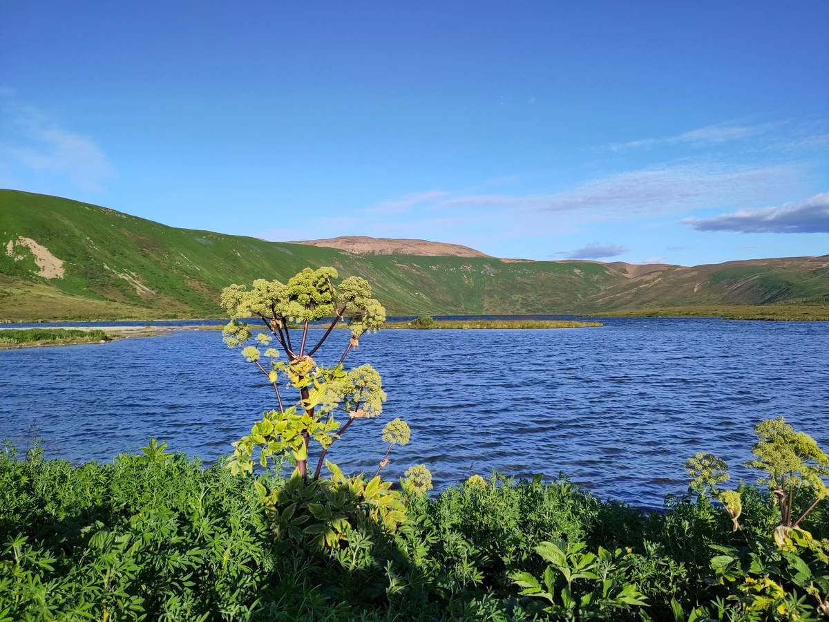 Blühende Engelwurz am Ufer des tiefblauen Sees