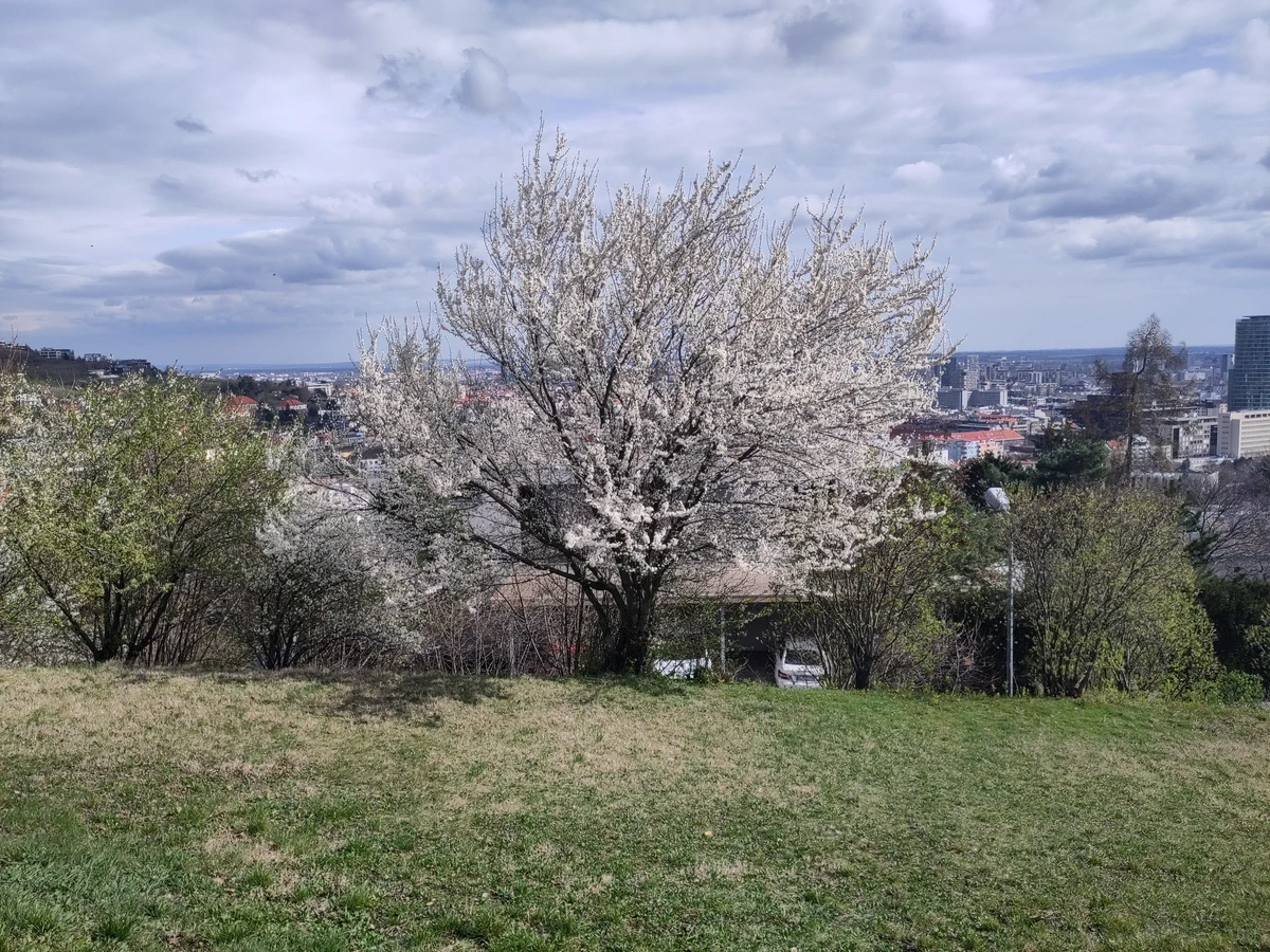 Weiß blühender Baum auf einer Wiese über der Stadt