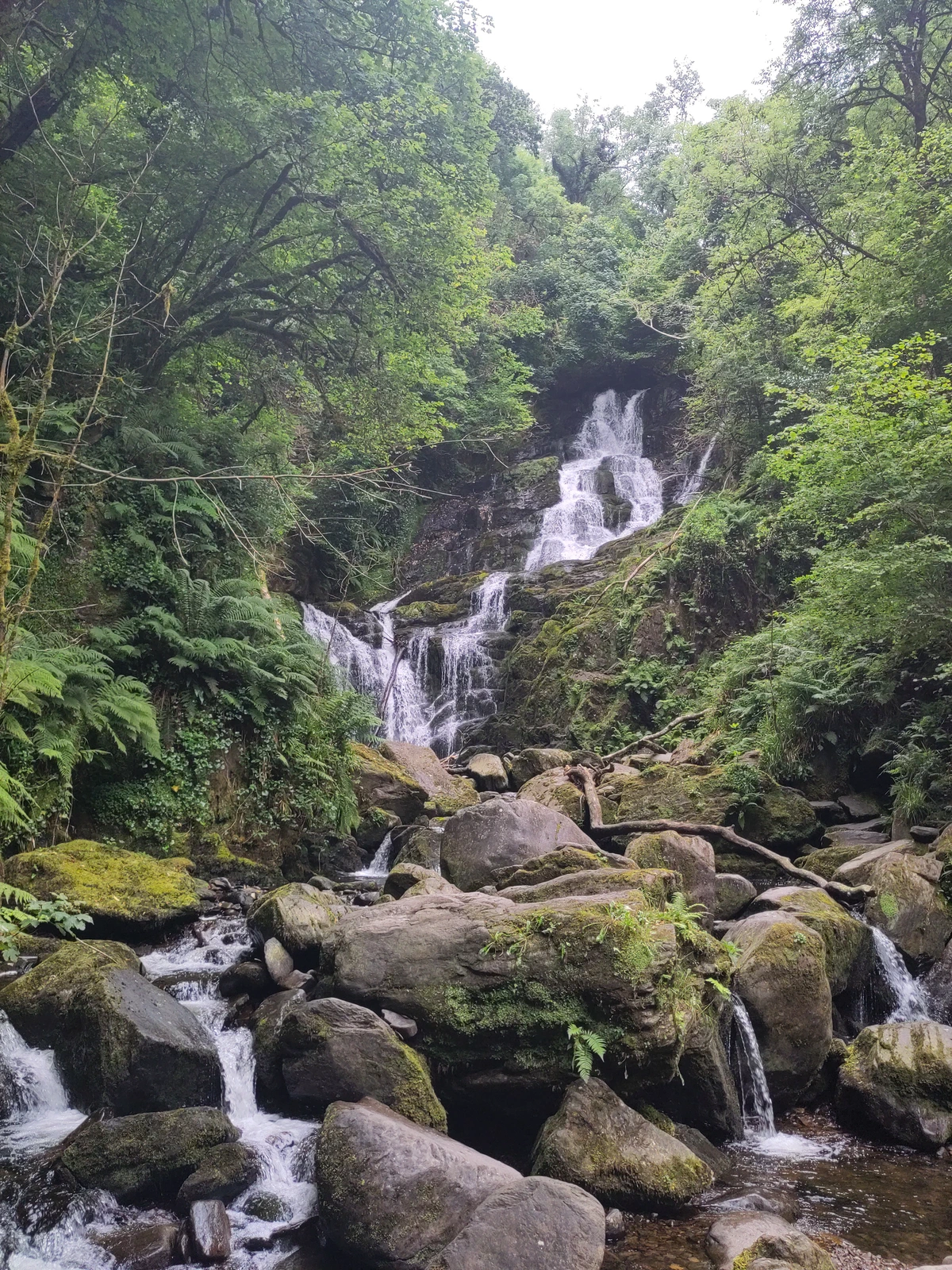 Wasserfall stürzt über bemooste Felsen durch dichten Wald