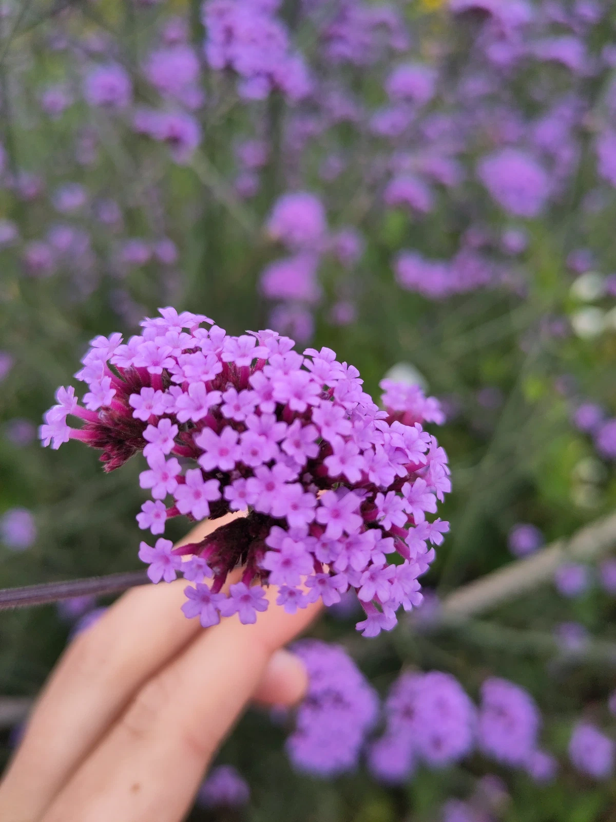 Violette Blütendolde in der Hand vor einem Blumenbeet