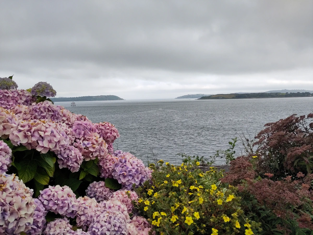 Rosa Hortensien und gelbe Blumen vor der grauen Bucht