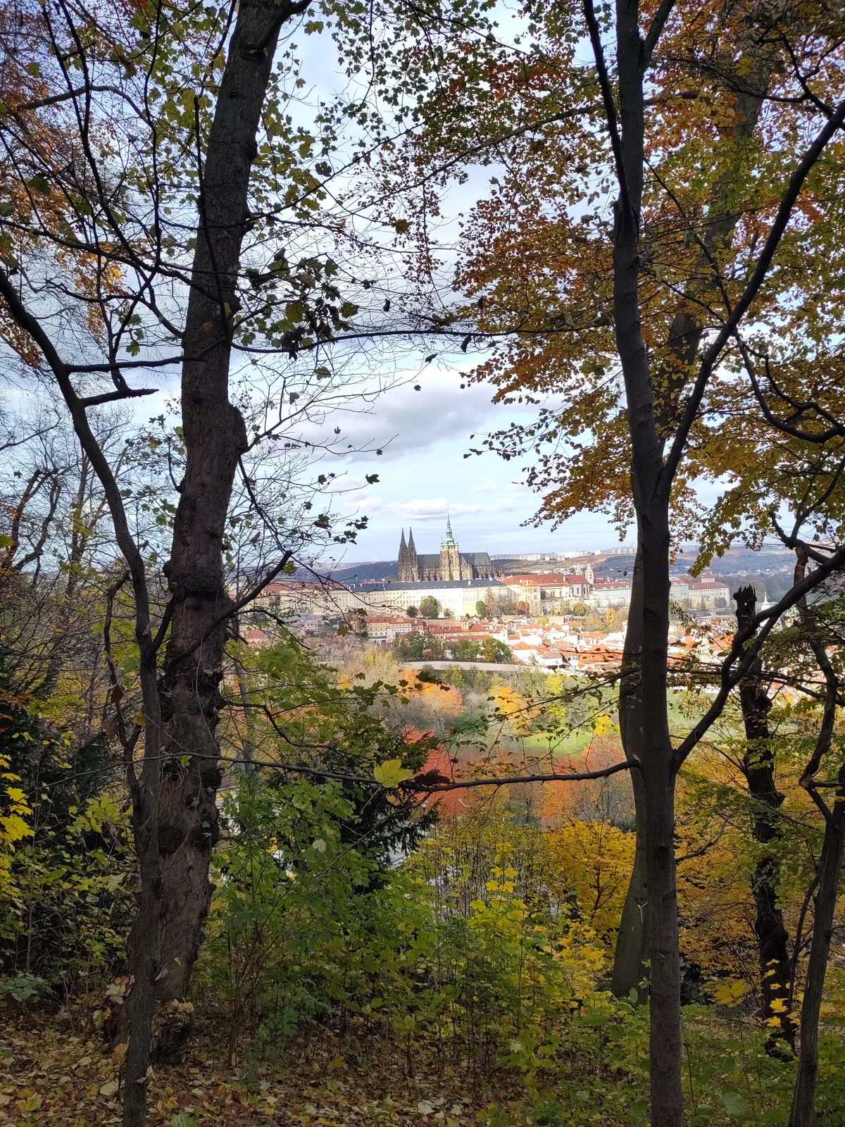 Blick zwischen Bäumen hindurch auf die Prager Burg