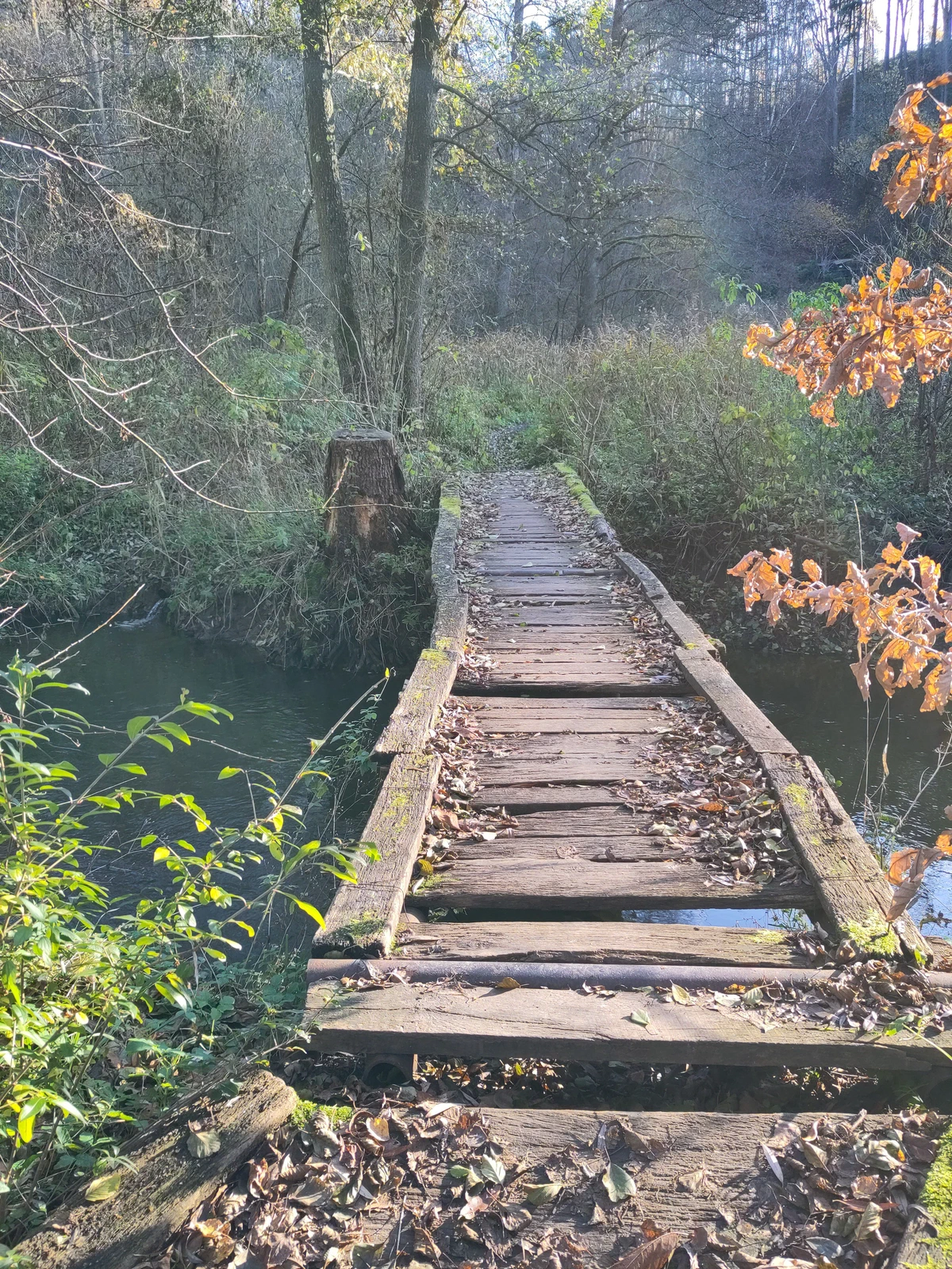 Morscher Holzsteg über einen Bach im Herbstwald