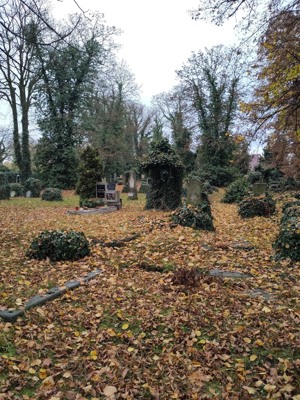 Verwilderter alter Friedhof mit efeuüberwucherten Grabsteinen im Herbstlaub