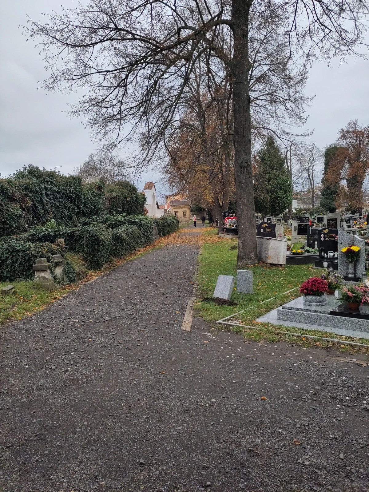 Friedhofsweg unter einem kahlen Baum, rechts gepflegte Gräber mit Blumen