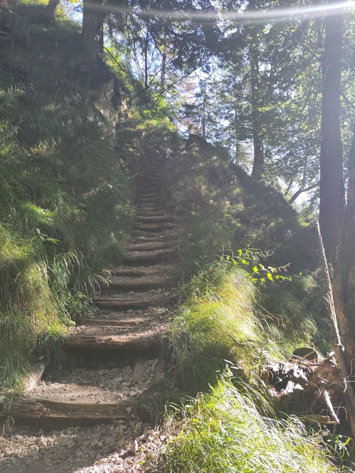 Steiler Waldweg mit Holzstufen im Gegenlicht