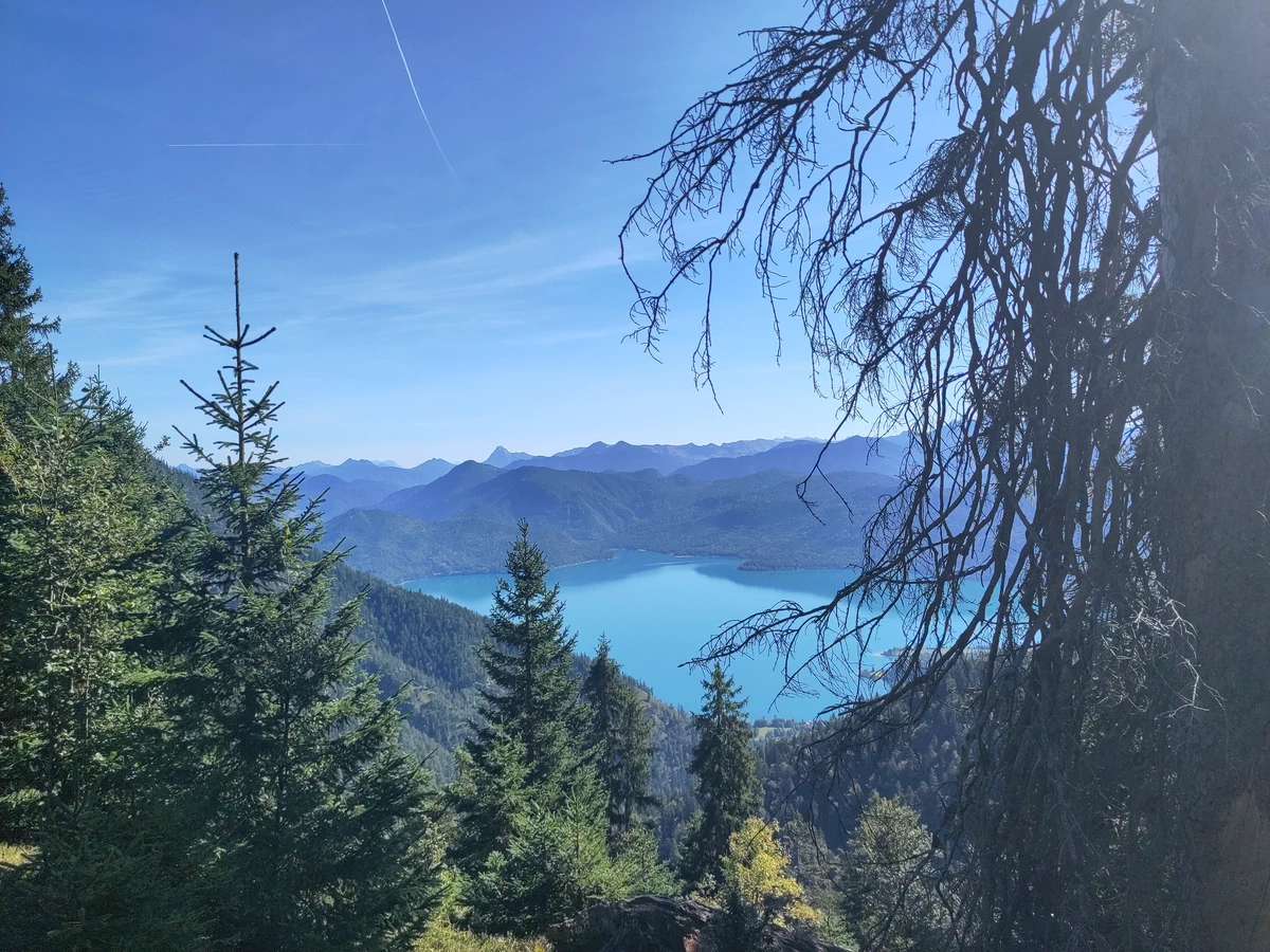 Der türkisblaue Walchensee zwischen Fichten, dahinter Bergketten