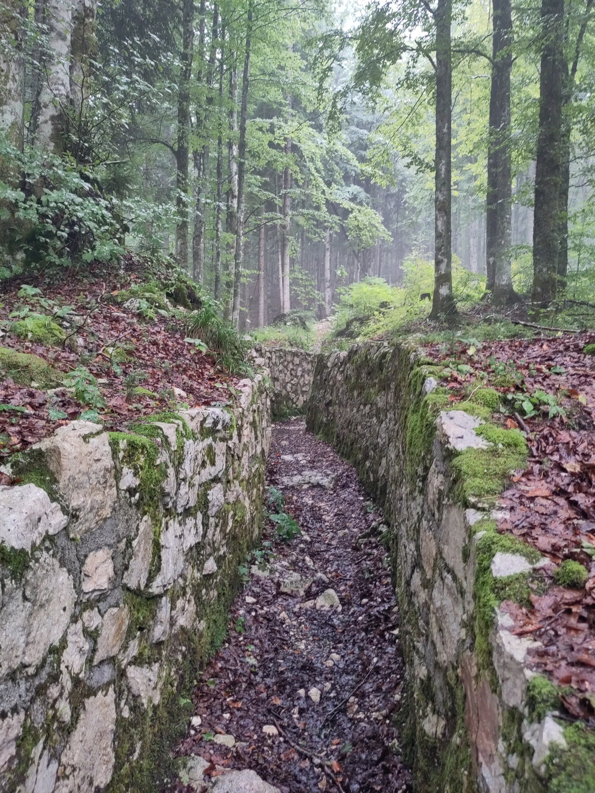 Gemauerter Schützengraben aus dem Ersten Weltkrieg zieht sich durch einen nebligen Buchenwald