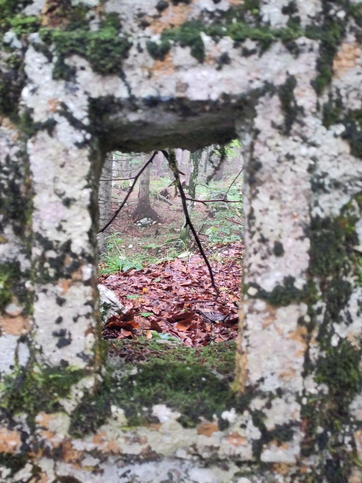Schießscharte in einer flechtenbewachsenen Betonmauer mit Blick in den Wald