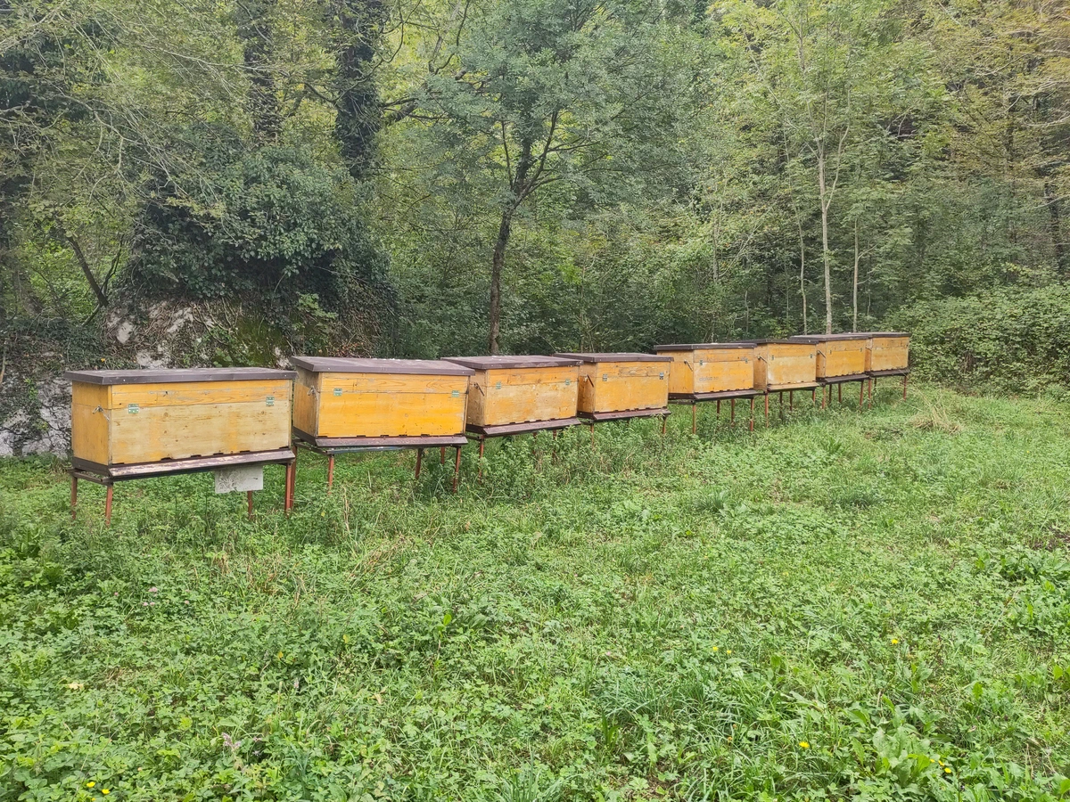 Eine Reihe gelber Bienenbeuten auf einer Wiese am Waldrand