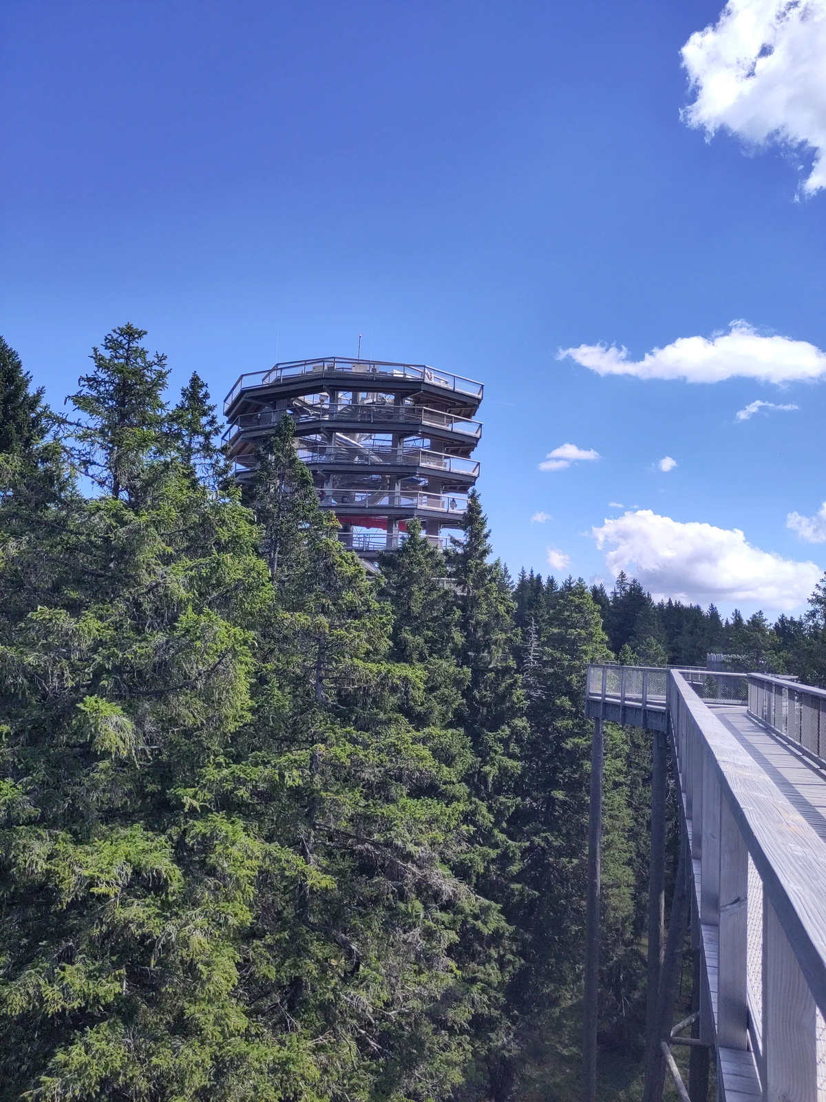 Aussichtsturm des Baumwipfelpfads ragt über die Fichtenwipfel