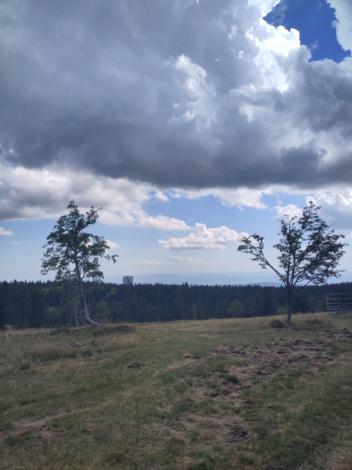 Zwei windschiefe Bäume auf einer Hochfläche unter dunklen Wolken