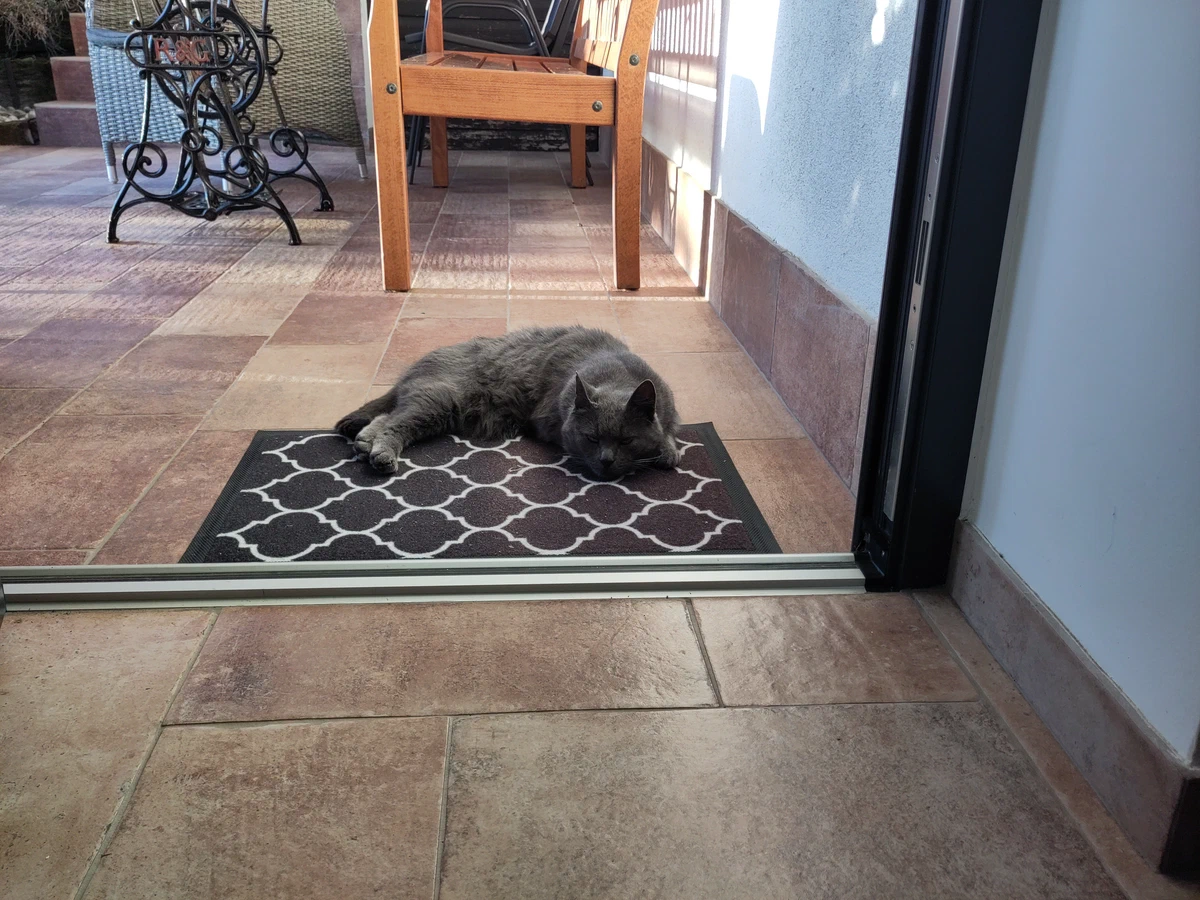 Graue Katze schläft auf der Fußmatte vor der Terrassentür