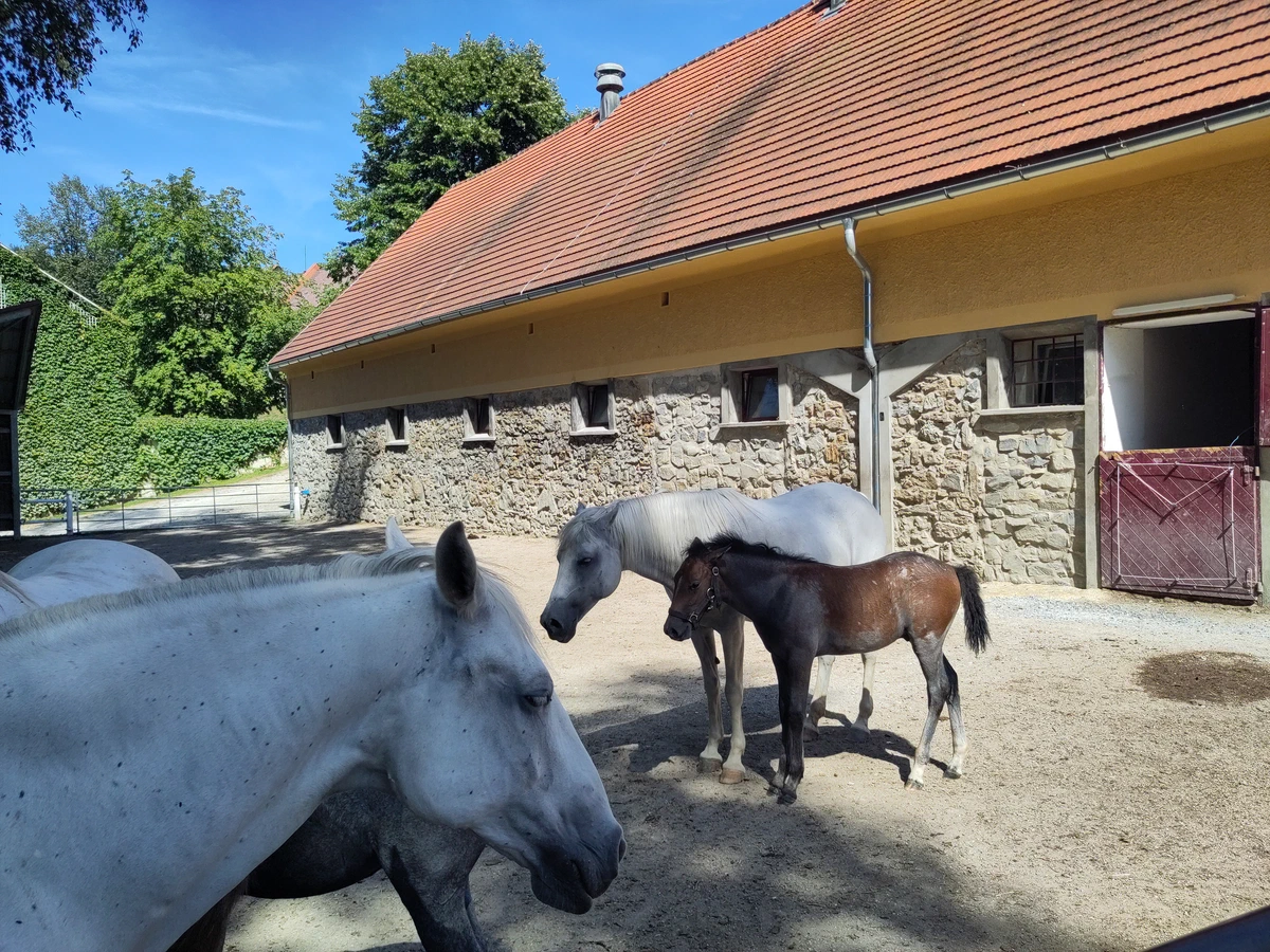 Lipizzaner mit einem dunklen Fohlen im Auslauf vor dem Stallgebäude